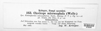 Claviceps purpurea image